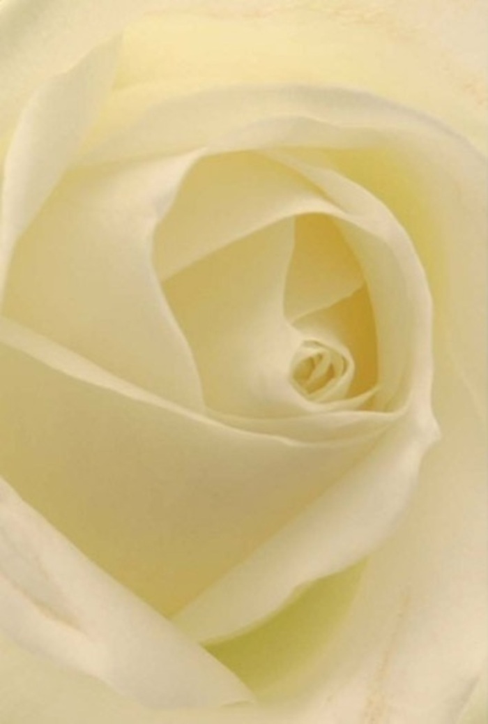 Taking in this close-up of a classic white rose, you're transported into a world of tranquility and understated elegance, echoing the peaceful spirit of Bounds Green. The petals-soft, creamy, layered with gentle precision-blend from ivory to warmer cream, gathering and spiraling towards the heart of the bloom like a secret kept safe within. Sunlight seems to filter through each petal, illuminating the flower as though it glows softly from within. The scene evokes a sense of calm, suitable for moments that require sincerity-a romantic gesture on a quiet evening, an apology offered in the heart of North London, or a centrepiece at a wedding in Alexandra Palace Gardens nearby. The spiral of the rose's core conveys both purity and inner strength, each fold enhanced by subtle shadows that accentuate its depth. The clean, fresh scent that one imagines carries an air of serenity, a gentle comfort delivered to homes and gatherings across Bounds Green. For a florist, this bloom is a testament to the perfection achievable by nature and craftsmanship-a symbol always in tune with the emotions and occasions that weave through our community life.